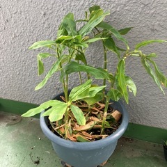 ミョウガ　鉢植えの画像