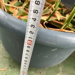 ミョウガ　鉢植えの画像
