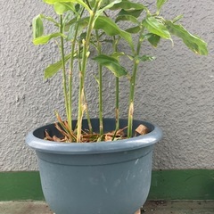 ミョウガ　鉢植えの画像