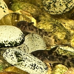 コリドラスの稚魚3匹の画像