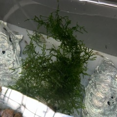 ✴︎ウィローモス✴︎   1カップ¥30-の画像