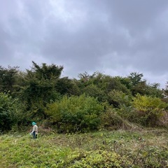 薪にできる樹木の画像