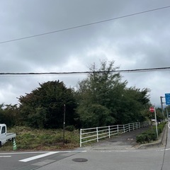 薪にできる樹木の画像