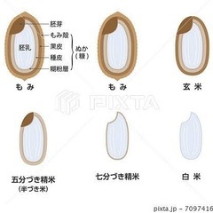 JAS認証表示許可農場　R7産　有機　新米　コシヒカリ　30kg 精米　玄米可能の画像