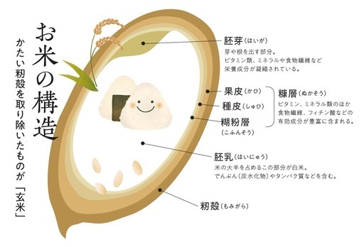 JAS認証表示許可農場 2025年度 新米 コシヒカリ 30kg 精米 玄米可能