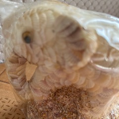 🐘ゾウさん貝殻飾り物🐘の画像