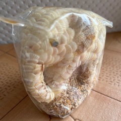 🐘ゾウさん貝殻飾り物🐘の画像