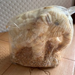 🐘ゾウさん貝殻飾り物🐘の画像