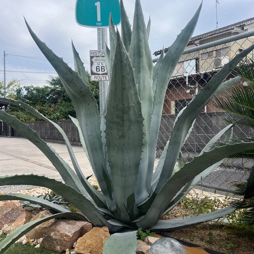 巨大アガベ