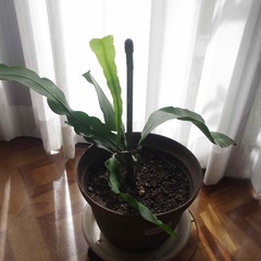 月下美人鉢植えの画像