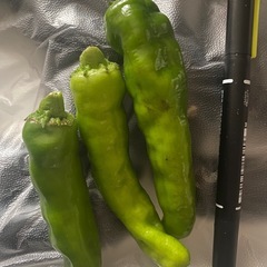 土日祝限定⚠️スパソースとししとうの画像