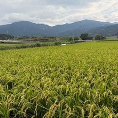 🌾令和7年度 福岡県産 認証米 夢つくし 新米（精米 ）10kg 【嘉麻市足白地区の田んぼで栽培生産】の画像