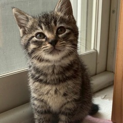 むっくり3兄妹♡  1ヶ月半