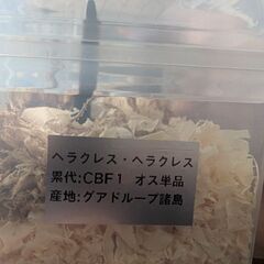 ✨️激安ヘラクレス成虫ペア✨️の画像