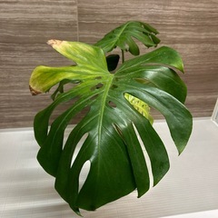モンステラ　観葉植物　の画像