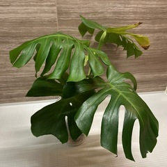 モンステラ　観葉植物　の画像