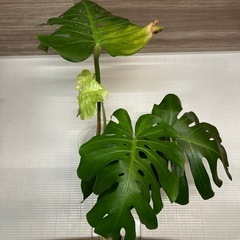 モンステラ　観葉植物　の画像