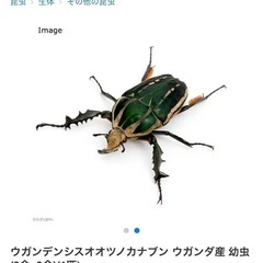 ウガンデンシス(カナブン)幼虫幼体・ケースとマット付き