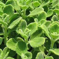 アロマティカス　ハーブ　植物の画像