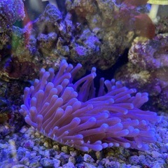 サンゴ　海水魚の画像