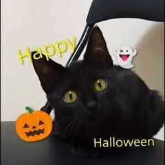 商売繁盛、魔除け効果あり（？）キレイな黒猫ちゃん