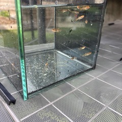 メダカ(竜章鳳姿)の画像