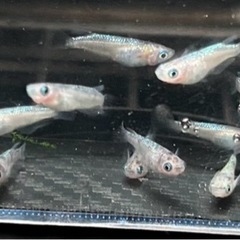 ✴︎白斑サファイア✴︎ 　1匹¥100-の画像
