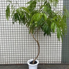 エバーフレッシュ　曲がり木 120cmの画像