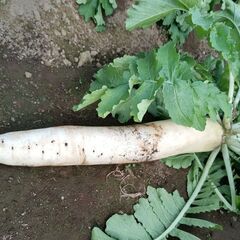 葉っぱ付き大根　初回生産分値下げ1本150円→120円、間もなく終了です…の画像