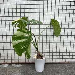 斑入り　モンステラの画像