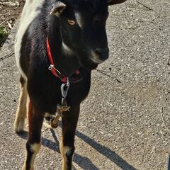 一時停止中  ヤギさんの♂里親になって下さい