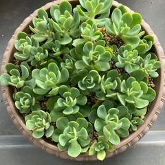 多肉植物🪴ピーチプリデの画像