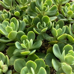 多肉植物🪴ピーチプリデの画像