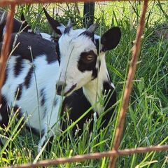 一時停止中  パンダヤギ♀さんの里親になって下さい