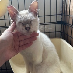 人慣れバッチリ！すりすりな甘えん坊のシャム君