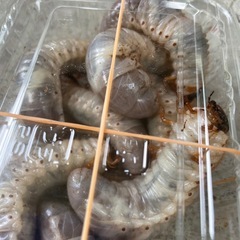 カブトムシ幼虫 20匹の画像