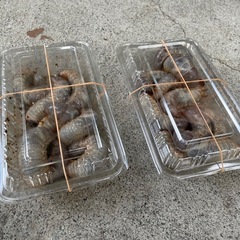 カブトムシ幼虫 20匹の画像
