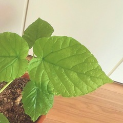 観葉植物🪴の画像