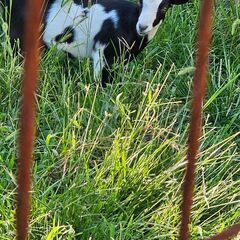 一時停止中   パンダヤギ♀さんの里親になって下さい