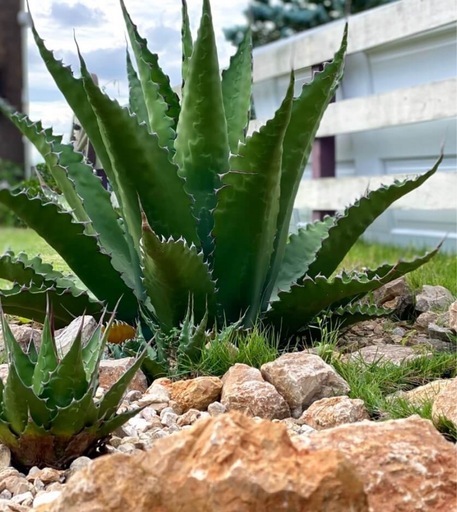 残り7つ種から育てた一年目アガベモンタナ (株）クロノグラ