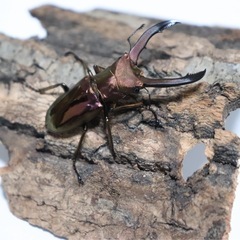 メタリフェルホソアカクワガタ　幼虫　初齢〜２齢の画像