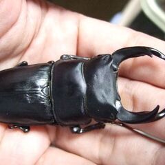 茨城県産オオクワガタ F6 ♂74ミリ ♀48ミリ ペアの画像