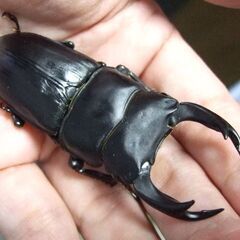 茨城県産オオクワガタ F6 ♂74ミリ ♀48ミリ ペアの画像