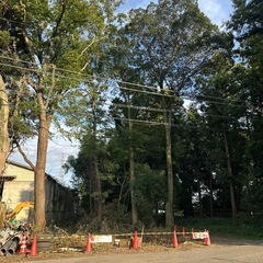 立木　10本くらい差し上げますの画像