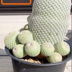 サボテン　月世界　子株の画像