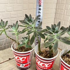 多肉植物　育てませんか？の画像