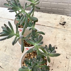 多肉植物　育てませんか？の画像
