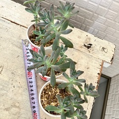 多肉植物　育てませんか？の画像