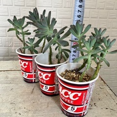 多肉植物　育てませんか？の画像