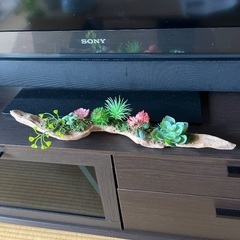 流木の多肉植物の画像